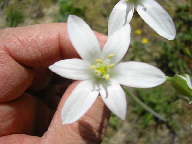 Ornithogalum umbellatum
